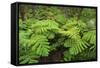 Forest of Tree Ferns, Cibotium Glaucum, Volcano, Hawaii-Maresa Pryor-Framed Stretched Canvas