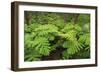 Forest of Tree Ferns, Cibotium Glaucum, Volcano, Hawaii-Maresa Pryor-Framed Photographic Print