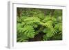 Forest of Tree Ferns, Cibotium Glaucum, Volcano, Hawaii-Maresa Pryor-Framed Photographic Print