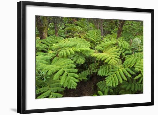 Forest of Tree Ferns, Cibotium Glaucum, Volcano, Hawaii-Maresa Pryor-Framed Photographic Print