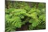 Forest of Tree Ferns, Cibotium Glaucum, Volcano, Hawaii-Maresa Pryor-Mounted Photographic Print