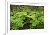 Forest of Tree Ferns, Cibotium Glaucum, Volcano, Hawaii-Maresa Pryor-Framed Photographic Print