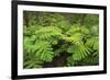 Forest of Tree Ferns, Cibotium Glaucum, Volcano, Hawaii-Maresa Pryor-Framed Photographic Print