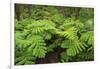 Forest of Tree Ferns, Cibotium Glaucum, Volcano, Hawaii-Maresa Pryor-Framed Photographic Print