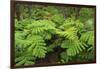 Forest of Tree Ferns, Cibotium Glaucum, Volcano, Hawaii-Maresa Pryor-Framed Photographic Print