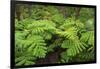 Forest of Tree Ferns, Cibotium Glaucum, Volcano, Hawaii-Maresa Pryor-Framed Photographic Print