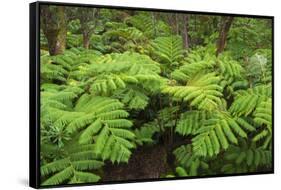 Forest of Tree Ferns, Cibotium Glaucum, Volcano, Hawaii-Maresa Pryor-Framed Stretched Canvas