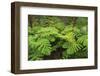 Forest of Tree Ferns, Cibotium Glaucum, Volcano, Hawaii-Maresa Pryor-Framed Photographic Print