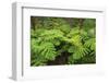 Forest of Tree Ferns, Cibotium Glaucum, Volcano, Hawaii-Maresa Pryor-Framed Photographic Print