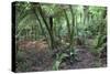 Forest on Kauaeranga Kauri Trail-Ian-Stretched Canvas