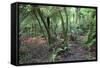 Forest on Kauaeranga Kauri Trail-Ian-Framed Stretched Canvas