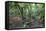 Forest on Kauaeranga Kauri Trail-Ian-Framed Stretched Canvas