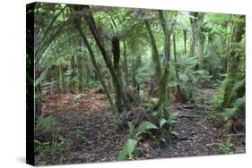 Forest on Kauaeranga Kauri Trail-Ian-Stretched Canvas