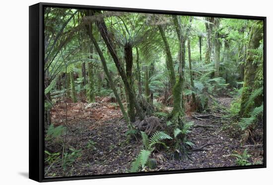 Forest on Kauaeranga Kauri Trail-Ian-Framed Stretched Canvas