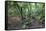 Forest on Kauaeranga Kauri Trail-Ian-Framed Stretched Canvas