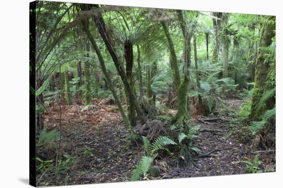 Forest on Kauaeranga Kauri Trail-Ian-Stretched Canvas