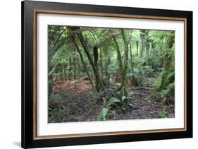 Forest on Kauaeranga Kauri Trail-Ian-Framed Photographic Print