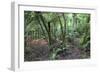 Forest on Kauaeranga Kauri Trail-Ian-Framed Photographic Print