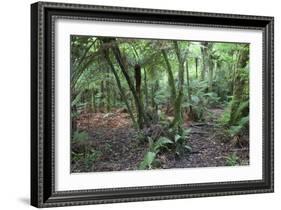 Forest on Kauaeranga Kauri Trail-Ian-Framed Photographic Print