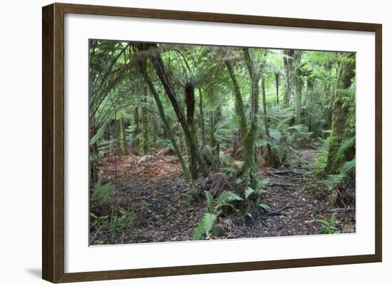 Forest on Kauaeranga Kauri Trail-Ian-Framed Photographic Print