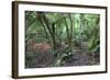 Forest on Kauaeranga Kauri Trail-Ian-Framed Photographic Print