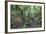 Forest on Kauaeranga Kauri Trail-Ian-Framed Photographic Print