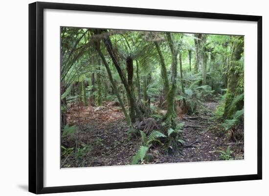 Forest on Kauaeranga Kauri Trail-Ian-Framed Photographic Print