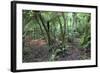 Forest on Kauaeranga Kauri Trail-Ian-Framed Photographic Print