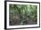 Forest on Kauaeranga Kauri Trail-Ian-Framed Photographic Print
