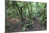 Forest on Kauaeranga Kauri Trail-Ian-Mounted Photographic Print