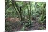 Forest on Kauaeranga Kauri Trail-Ian-Mounted Photographic Print