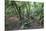 Forest on Kauaeranga Kauri Trail-Ian-Mounted Photographic Print