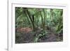 Forest on Kauaeranga Kauri Trail-Ian-Framed Photographic Print