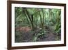 Forest on Kauaeranga Kauri Trail-Ian-Framed Photographic Print