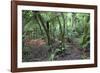 Forest on Kauaeranga Kauri Trail-Ian-Framed Photographic Print