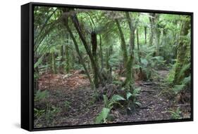 Forest on Kauaeranga Kauri Trail-Ian-Framed Stretched Canvas