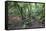 Forest on Kauaeranga Kauri Trail-Ian-Framed Stretched Canvas