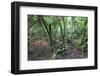 Forest on Kauaeranga Kauri Trail-Ian-Framed Photographic Print