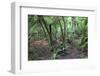 Forest on Kauaeranga Kauri Trail-Ian-Framed Photographic Print