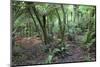 Forest on Kauaeranga Kauri Trail-Ian-Mounted Photographic Print