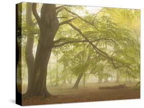 Forest Pale-Doug Chinnery-Stretched Canvas