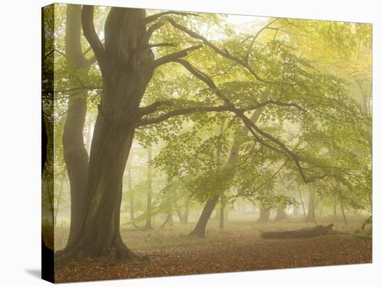 Forest Pale-Doug Chinnery-Stretched Canvas