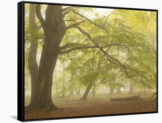 Forest Pale-Doug Chinnery-Framed Stretched Canvas