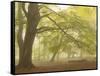 Forest Pale-Doug Chinnery-Framed Stretched Canvas