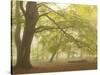 Forest Pale-Doug Chinnery-Stretched Canvas