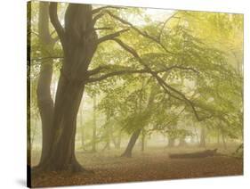 Forest Pale-Doug Chinnery-Stretched Canvas