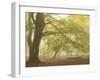 Forest Pale-Doug Chinnery-Framed Photographic Print