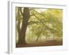 Forest Pale-Doug Chinnery-Framed Photographic Print