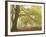 Forest Pale-Doug Chinnery-Framed Photographic Print