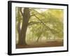 Forest Pale-Doug Chinnery-Framed Photographic Print